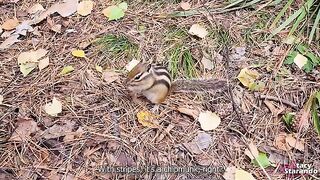 A walk with my stepsister in the forest park turned into a hot encounter