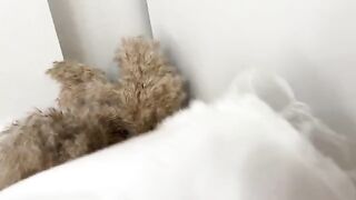 Sniffed panties and fucked curva in a wet pussy, raw passion
